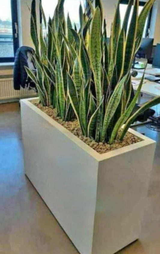 White Rectangular Concrete Planter Box